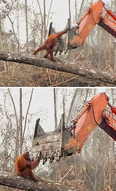 Ez az orangután próbálja megmenteni az otthonát.