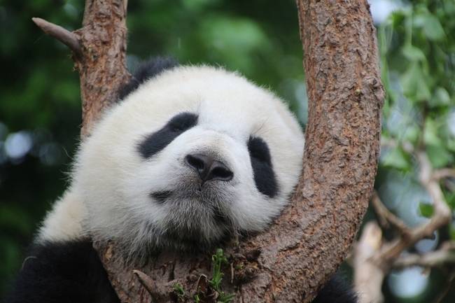 Pandák