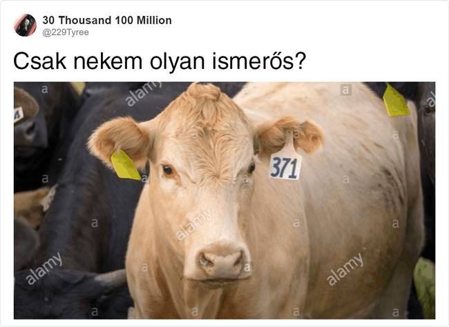Így reagáltak az internetezők erre a szokatlan fülbevalódizájnra.