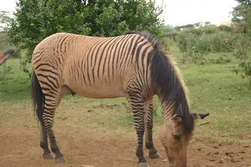 Zebragoló emberek 010