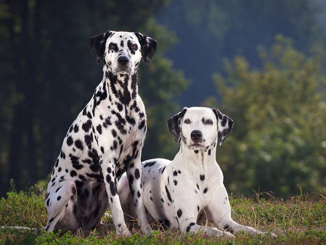 A legősibb horvát kutyafajta a Dalmata. Mind a mai napig ebből található a legtöbb az országban.