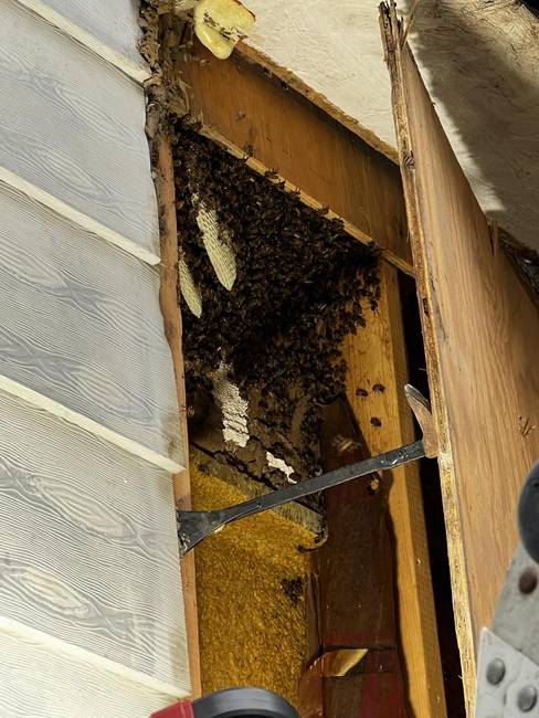 Ez a háztulajdonos végre rájött, honnan jön a furcsa zümmögés az új házában.