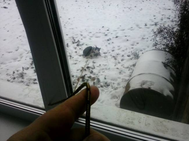 Kézenfekvő megoldás, hogy a macska is kiélvezhesse kicsit a szabadságot és a gazdinak se kelljen megfagynia vele a kertben.