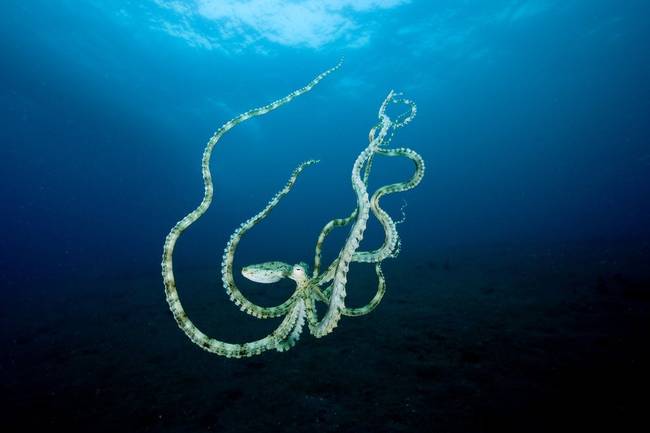 Mimic octopus - átalakulás