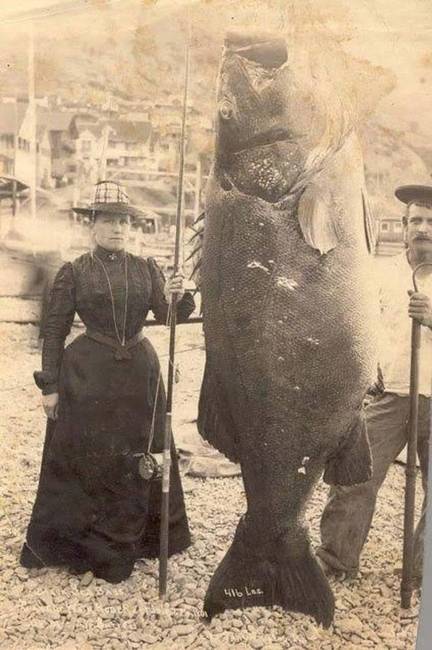 1901-ben fogott 198 kilós fekete tengeri sügér.