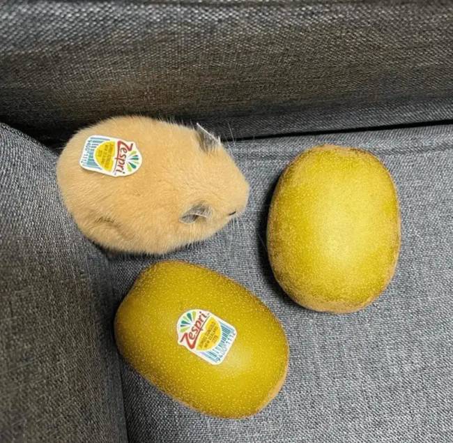 Összehasonlító fotók hűha 024