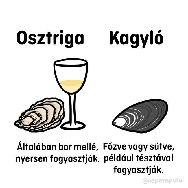 Osztriga es kagylo