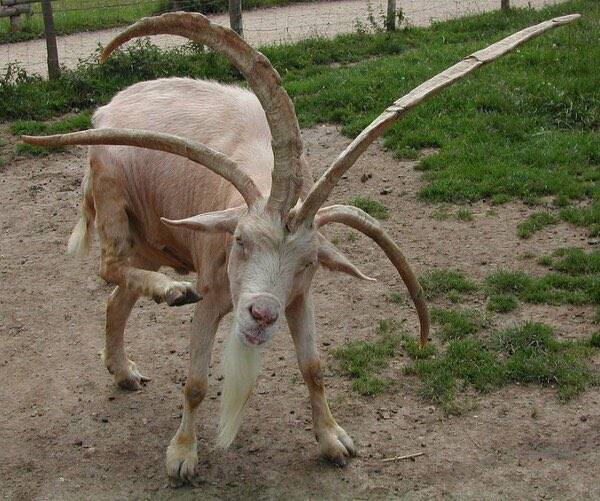 Ezzel a kecskével jobb nem ujjat húzni.