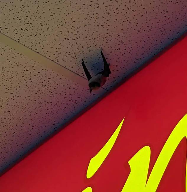 Különleges szakmák 13