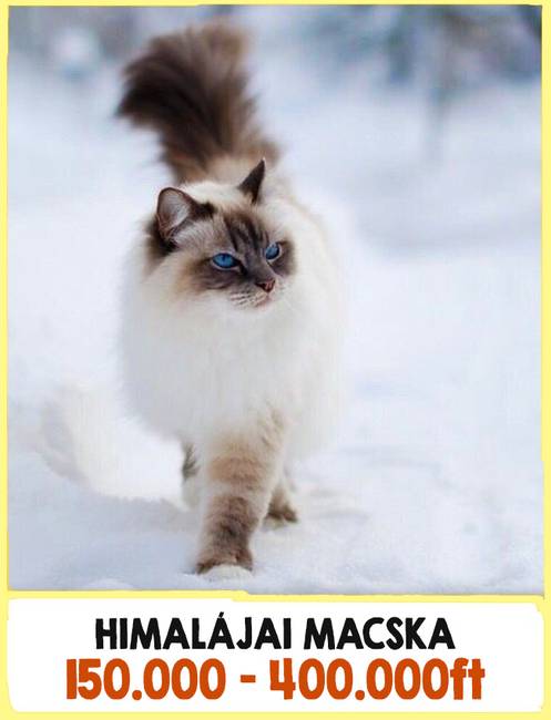17 különleges macskafajta, amikért komplett vagyonokat kell fizetnünk a tenyésztőknek