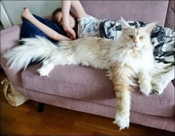 Main Coon cica.