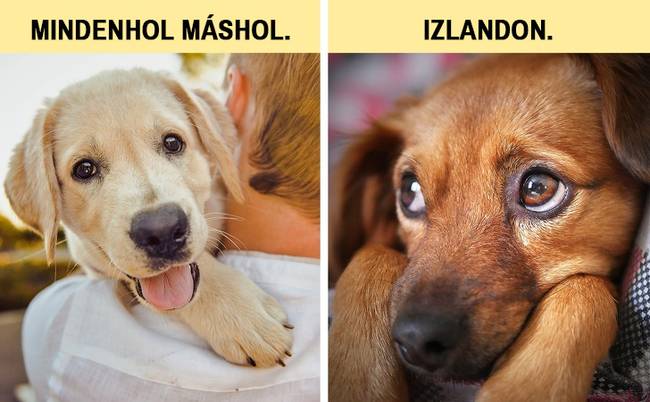 Izlandon 1924-től 60 éven át tilos volt kutyát tartani, miután felfedezték, hogy ők a Echinococcosis nevezetű parazita hordozói. A korlátozást azóta feloldották, de Izlandon mind a mai napig a macskák a fő házi kedvencek.