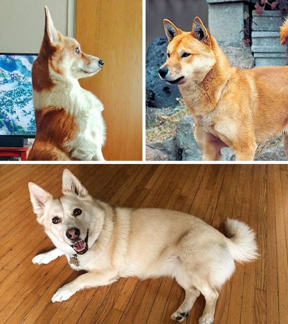 Corgi + koreai Jindo
