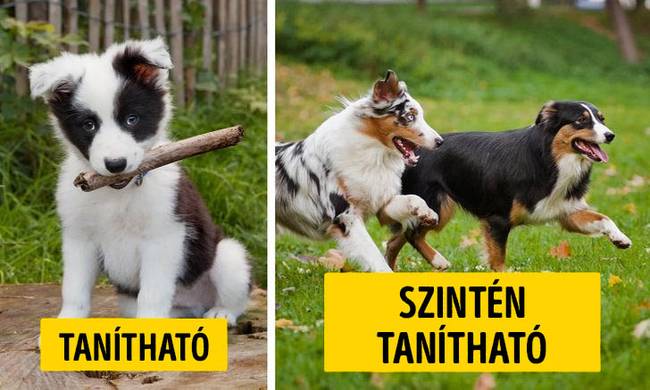 tévhit: az idősebb kutyákat nem lehet tanítani.