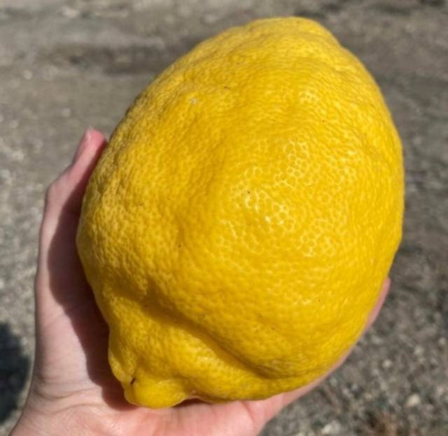 „Határozottan a legnagyobb citrom, amit életemben láttam."