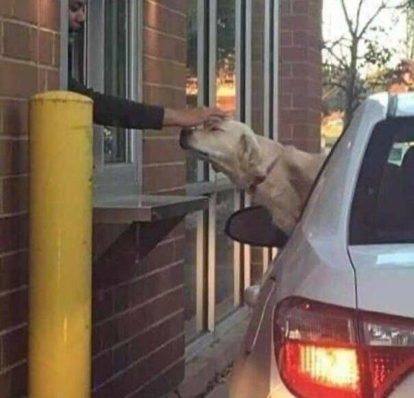 McDrive egy jó kutyának.