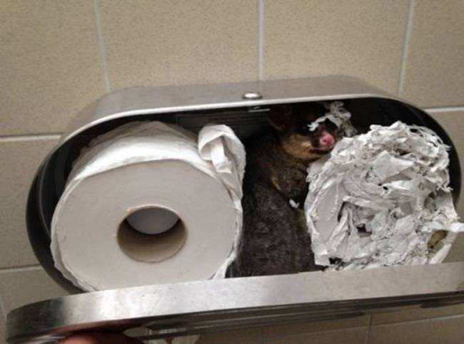 Ausztráliában még a WC-papír is képes meglepetést okozni.