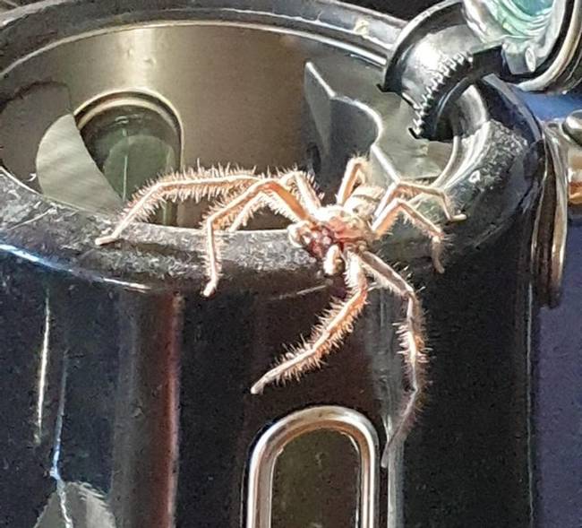 „Ez a pók mászott ki ma reggel a teáskannámból."
