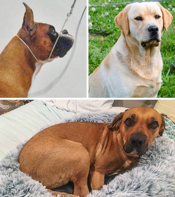 Boxer + Labrador
