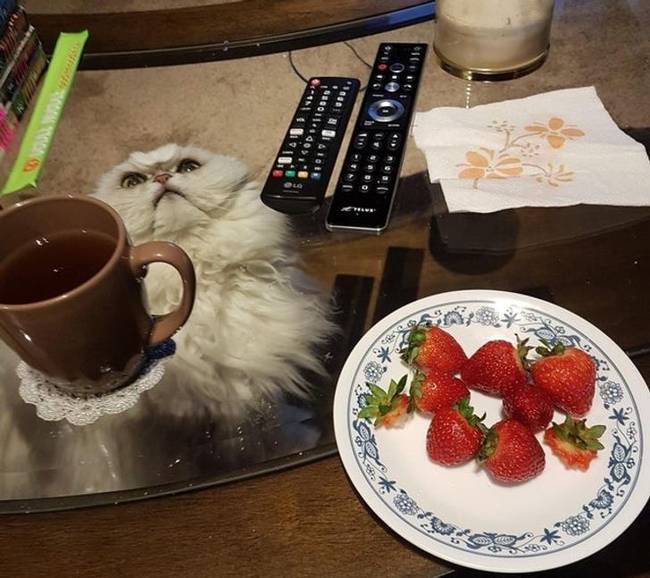 „A macskánkat kissé összezavarta az új üvegasztal."