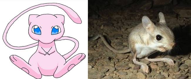 Mew | Kengurupatkány