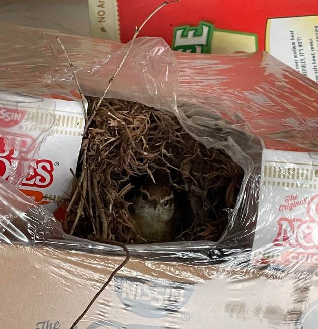 „Annyira megfeledkeztem a ramen tésztáról, hogy valaki beleköltözött időközben."