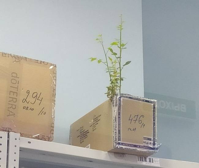 Összetéveszthetetlen jele annak, hogy túl sokáig tartott a kézbesítése.