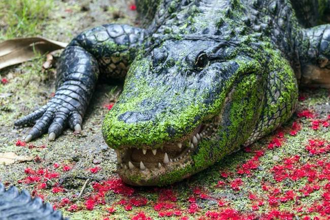 aligator