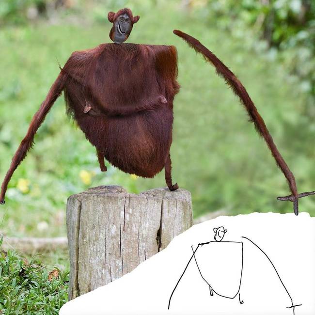 Szegény orangutánnak nem volt szerencséje.