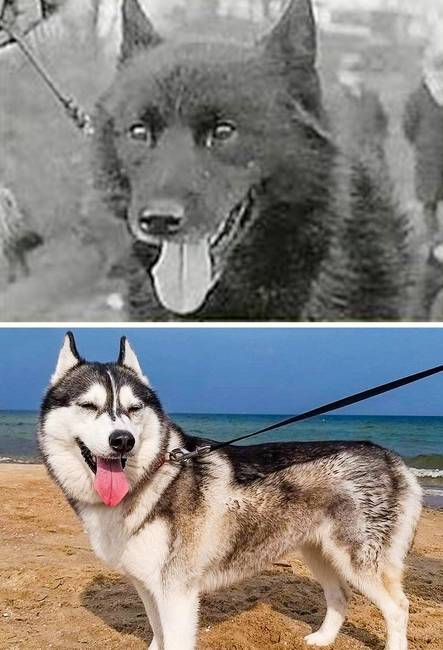 Szibériai husky