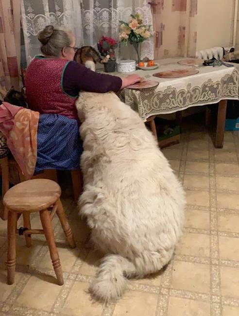 „A nagymamám pireneusi hegyikutyája."