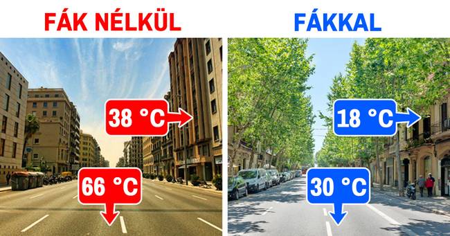 Az út szélén ültetett fák nagyobb hatással vannak a városok (és az ott található otthonok) hőmérsékletére, mint gondolnánk.