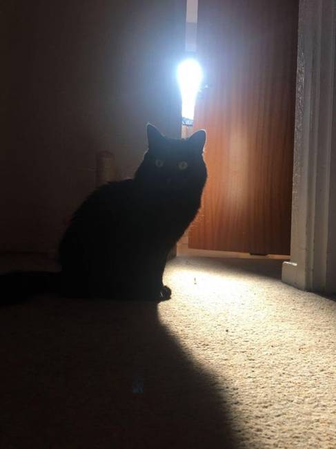 „A fürdőszobából származó fény miatt úgy néz ki, mintha a macskámnak egy nagyszerű ötlete támadt volna."