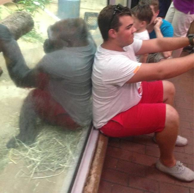A gorilla megpróbálja utánozni a szelfiző látogtót.