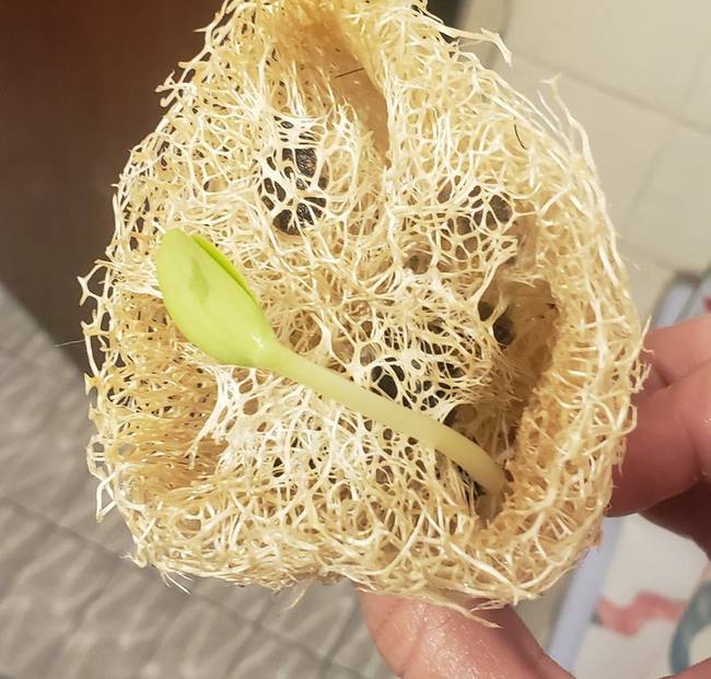 A boltban vásárolt luffa szivacs egyébként könnyen kihajthat, ha nedves helyiségben tároljuk.
