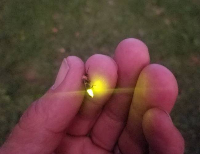 Szóval így néz ki egy szentjánosbogár közelről.