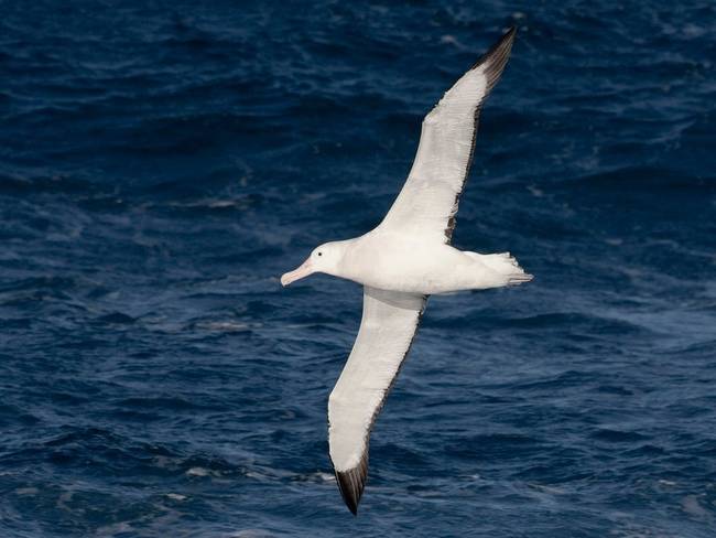 Vándoralbatrosz - szuper kitartás