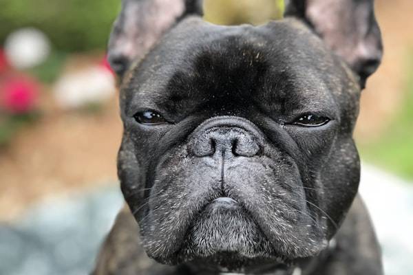Francia Bulldog