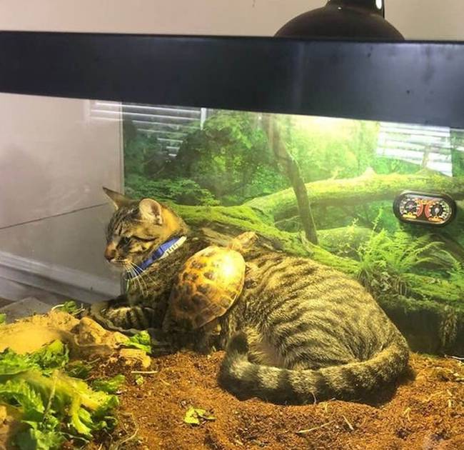 Együtt élvezik a terrárium melegét.