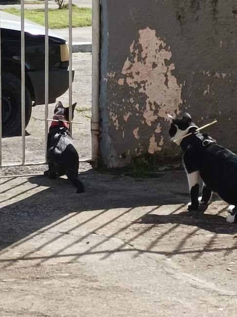 A hevederekbe tűzött pálcák bent tartják a macskákat.