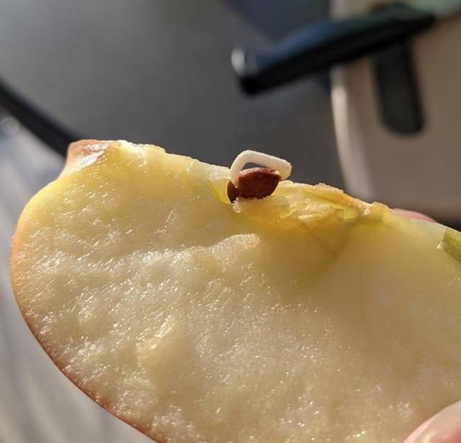 „Almaszeletelés közben láttam, hogy az egyik benne lévő mag elkezdett kihajtani!"