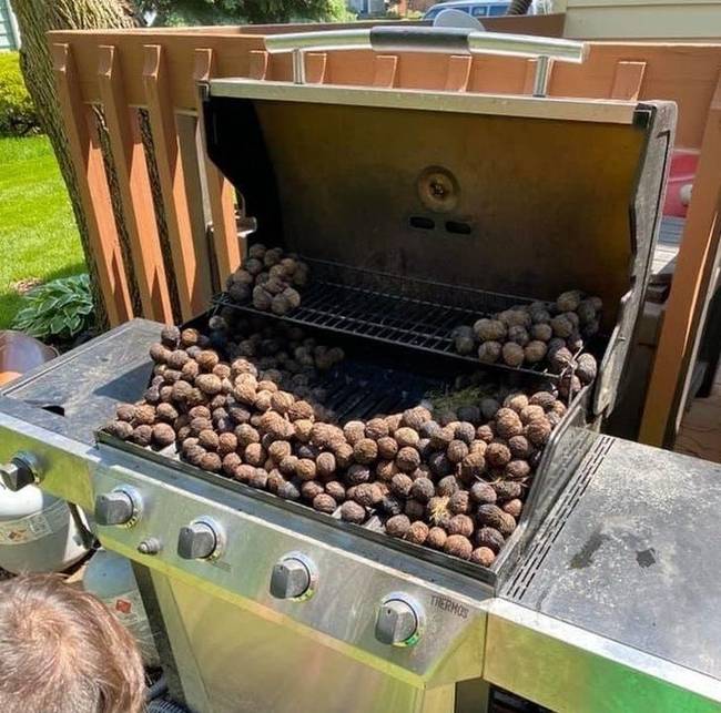 „Idén először akartunk grillezni, és rátaláltunk a mókusok élelmiszer-raktárára."