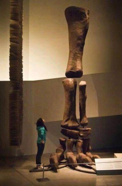 Egy Argentinosaurus lábmérete.