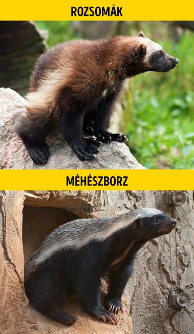 Rozsomák vagy méhészborz?