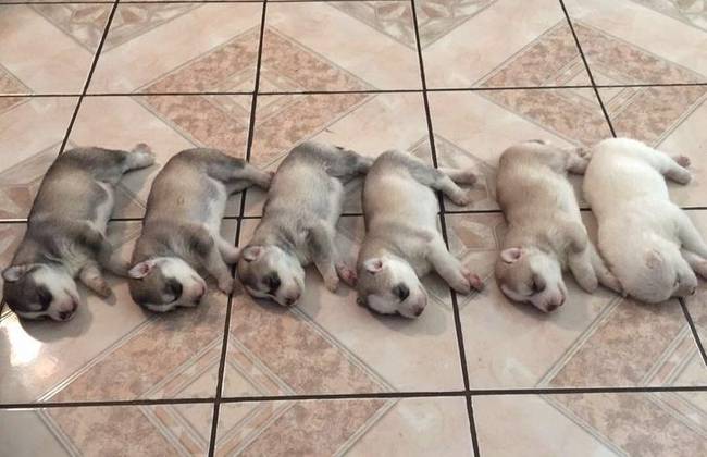 Úgy tűnik, hogy a husky anyukából fogyni kezdett a tinta szülés közben.