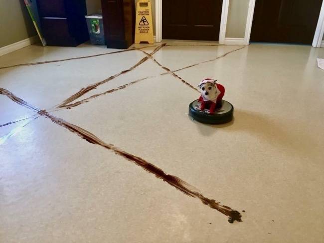 „Vegyél egy robotporszívót" - mondták. „Könnyebb lesz vele tisztán tartani a kecót" - mondták.