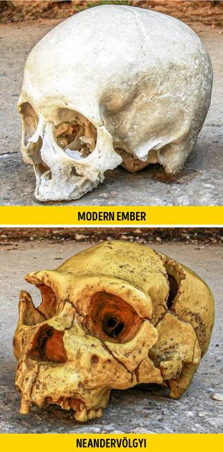 A neandervölgyiek agya nagyobb volt, mint a modern embereké.
