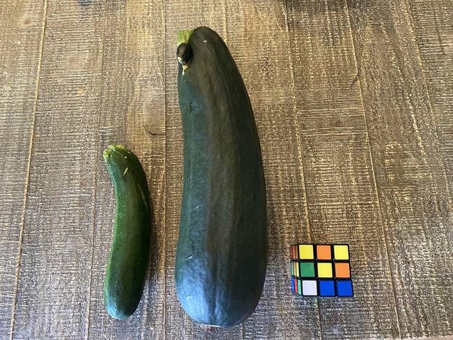 Üzletben kapható cukkini egy gazda által termelt változathoz képest. A jobb oldalon a Rubik-kocka csak a viszonyítás miatt került a képre.
