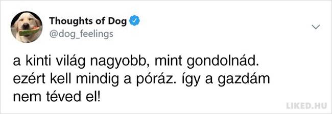 20 vicces kutyagondolat, amivel minden gazdi könnyedén képes lesz azonosulni