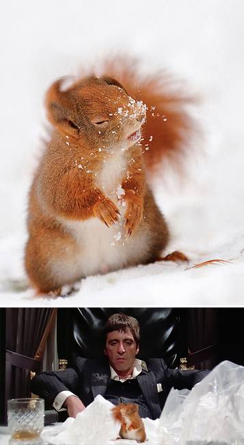 Havas orrú mókus.